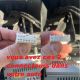 FAISCEAU AUTORADIO RENAULT TRAFIC 2014- 4HP ISO